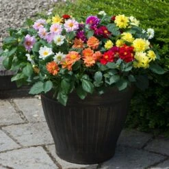 40 Mixed Dahlia 'Figaro' Plug Plants -Plant Seeds Store AB0101 1
