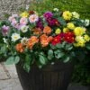 40 Mixed Dahlia 'Figaro' Plug Plants -Plant Seeds Store AB0101 2