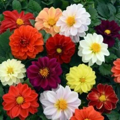 40 Mixed Dahlia 'Figaro' Plug Plants -Plant Seeds Store AB0101 4