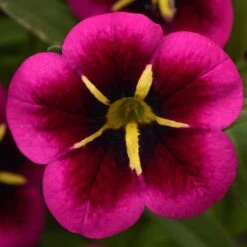 12 Annuals For Hanging Baskets | The Dark Side Of The Moon Collection | Calibrachoa, Petunia & Dahlia -Plant Seeds Store AB0111 5 e03dc071 f4fe 45b7 8763 f797d6ef1afb