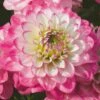 Dahlia Dalina Maxi 'Salinas' Jumbo Plug Plants -Plant Seeds Store AB0114 4