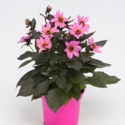 Dahlia 'Happy Days Pink' Jumbo Plug Plants -Plant Seeds Store AB0116 1