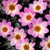 Dahlia 'Happy Days Pink' Jumbo Plug Plants -Plant Seeds Store AB0116 2