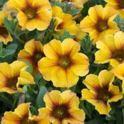 12 Annuals For Pots | The Waterloo Sunset Collection | Petunia, Dahlia & Begonia -Plant Seeds Store AB0135 5 d4a221e9 6679 4af5 bd27 c420f200752b
