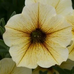 12 Annuals For Pots | The Summer Serenity Collection | Petunia, Bacopa & Dahlia -Plant Seeds Store AB0136 1 87b76a68 6d5a 4e79 b271 07393745db73