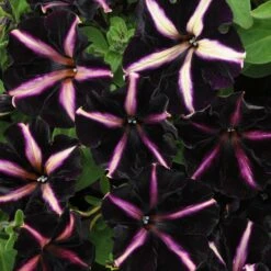 12 Annuals For Hanging Baskets | The Dark Side Of The Moon Collection | Calibrachoa, Petunia & Dahlia -Plant Seeds Store AB0137 3 816644ca fc56 4e51 b779 8d52539b8e7c