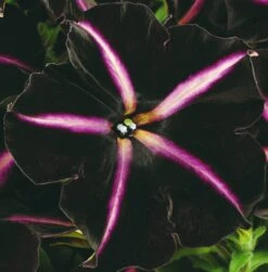 12 Annuals For Hanging Baskets | The Dark Side Of The Moon Collection | Calibrachoa, Petunia & Dahlia -Plant Seeds Store AB0137 4 cc5c2062 f44f 4f8e 985c 94b970dbd480