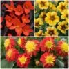 12 Annuals For Pots | The Waterloo Sunset Collection | Petunia, Dahlia & Begonia 2 12 Annuals For Pots | The Waterloo Sunset Collection | Petunia, Dahlia & Begonia -Plant Seeds Store ABCOL10 1
