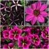 12 Annuals For Hanging Baskets | The Dark Side Of The Moon Collection | Calibrachoa, Petunia & Dahlia -Plant Seeds Store ABCOL17 1
