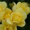'Apple Jack' Floribunda Rose -Plant Seeds Store APPLE JACK 2012 006 54abb679 f701 4d53 9a87 50189e9fd1e2
