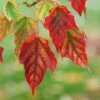 Viper Acer Tree | Acer Davidii | Snake Bark Maple -Plant Seeds Store Acer davidii grosseri parc floral
