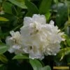 'Rosa Banksiae 'Alba Plena' | Rambling Rose -Plant Seeds Store Alba 1