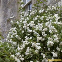 'Rosa Banksiae 'Alba Plena' | Rambling Rose -Plant Seeds Store Alba 3 fb9bc423 e321 4954 addf ed0556215de3