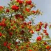 Cut-Leaf Mountain Ash Tree | Sorbus Asplenifolia -Plant Seeds Store Asplenifolia 1
