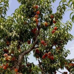 Avalon Pride Peach Tree -Plant Seeds Store AvalonPridematuretree1