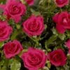 'Castle Avila' Patio Shrub Rose -Plant Seeds Store Avila Castle Poulcas031 N