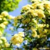 'Rosa Banksiae 'Lutea' | Rambling Rose -Plant Seeds Store Bank 1