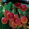 'Bigarreau Napoleon' Cherry Tree 1 'Bigarreau Napoleon' Cherry Tree -Plant Seeds Store BigarreauNapoleon 1