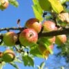 'Bountiful' Apple Tree -Plant Seeds Store Bountiful 1
