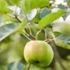 Bramley's Seedling Apple Tree -Plant Seeds Store Bramley