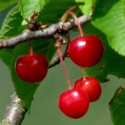 'Burlat' Cherry Tree 7 'Burlat' Cherry Tree -Plant Seeds Store Burlat 2