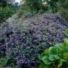 Ceanothus 'Puget Blue -Plant Seeds Store CLI0098 1