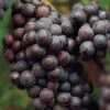 'Cabernet Sauvignon' Grape Vine -Plant Seeds Store CabSauv 1