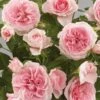'Parade Cajsa' Patio Shrub Rose -Plant Seeds Store Cajsa Parade Poulpar094 N