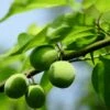 'Cambridge Gage' Plum Tree 1 'Cambridge Gage' Plum Tree -Plant Seeds Store Cambridge 1