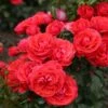 'Cherry Girl' Floribunda Rose -Plant Seeds Store Cherry Girl 8 9780628f d4a2 46a7 b70d 49c9c6af1f1b