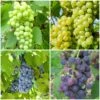 Grape Vines For Cold Areas Collection -Plant Seeds Store ColdAreasGrapes aa917d45 4a98 44b9 a6d8 b6b9da5884a3