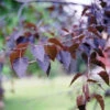 'Crimson Frost' Silver Birch Tree 2 'Crimson Frost' Silver Birch Tree -Plant Seeds Store Crimson Frost Birch