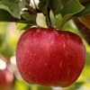 Dabinett Cider Apple Tree 2 Dabinett Cider Apple Tree -Plant Seeds Store Dabinett 1