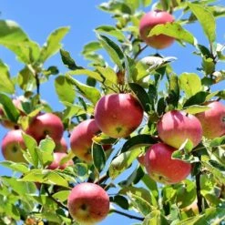 Dabinett Cider Apple Tree 7 Dabinett Cider Apple Tree -Plant Seeds Store Dabinett 3