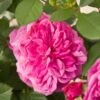 'Patio Hit Dafne' Patio Shrub Rose -Plant Seeds Store Dafne Hit PatioHit Poulpah103 N