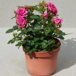 'Patio Hit Dafne' Patio Shrub Rose -Plant Seeds Store Dafne Hit PatioHit Poulpah103 N 3