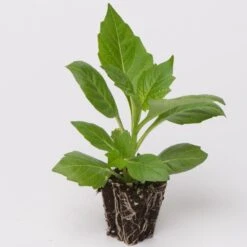 Dahlia Dalina Maxi 'Salinas' Jumbo Plug Plants 11 Dahlia Dalina Maxi 'Salinas' Jumbo Plug Plants -Plant Seeds Store Dahlia example a032a9cc cdb2 41ca 9f2a ecd5b64e8108