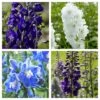 Delphinium Camelot Collection -Plant Seeds Store Delphinium Collage