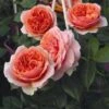 'Duchess Of Cornwall' Hybrid Tea Rose -Plant Seeds Store Duchess of Cornwall 1