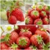 All Season Strawberry Plants Collection -Plant Seeds Store FRCOL1 1
