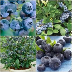 Plant Seeds Store 9 All Season Blueberry Plants Collection