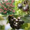 Unusual Berry Collection -Plant Seeds Store FRCOL5 1 900x 283a8f19 0739 4854 8af4 094a4fff1741