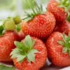 Sonata Strawberry Plants -Plant Seeds Store FRU0003 1