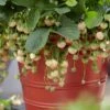 Pineberry Strawberry Plants -Plant Seeds Store FRU0004 1