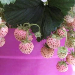 Pineberry Strawberry Plants -Plant Seeds Store FRU0004 3