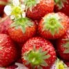 Honeoye Strawberry Plants -Plant Seeds Store FRU0008 1