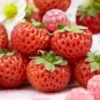 Framberry Strawberry Plants -Plant Seeds Store FRU0010 1