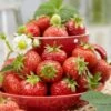 Florence Strawberry Plants 1 Florence Strawberry Plants -Plant Seeds Store FRU0012 1