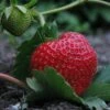 Elsanta Strawberry Plants -Plant Seeds Store FRU0016 1