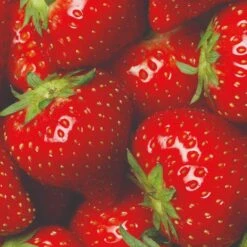 Elsanta Strawberry Plants -Plant Seeds Store FRU0016 3